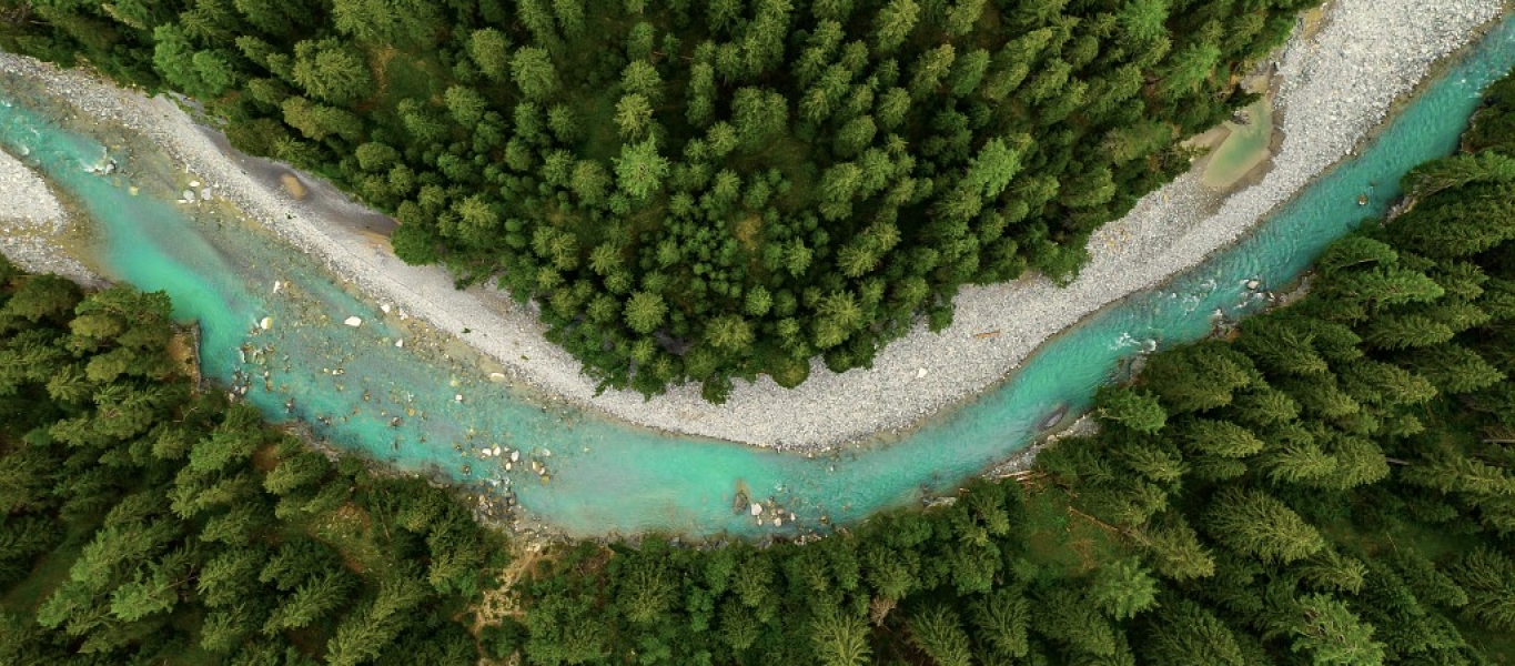 Forêts biodiversité