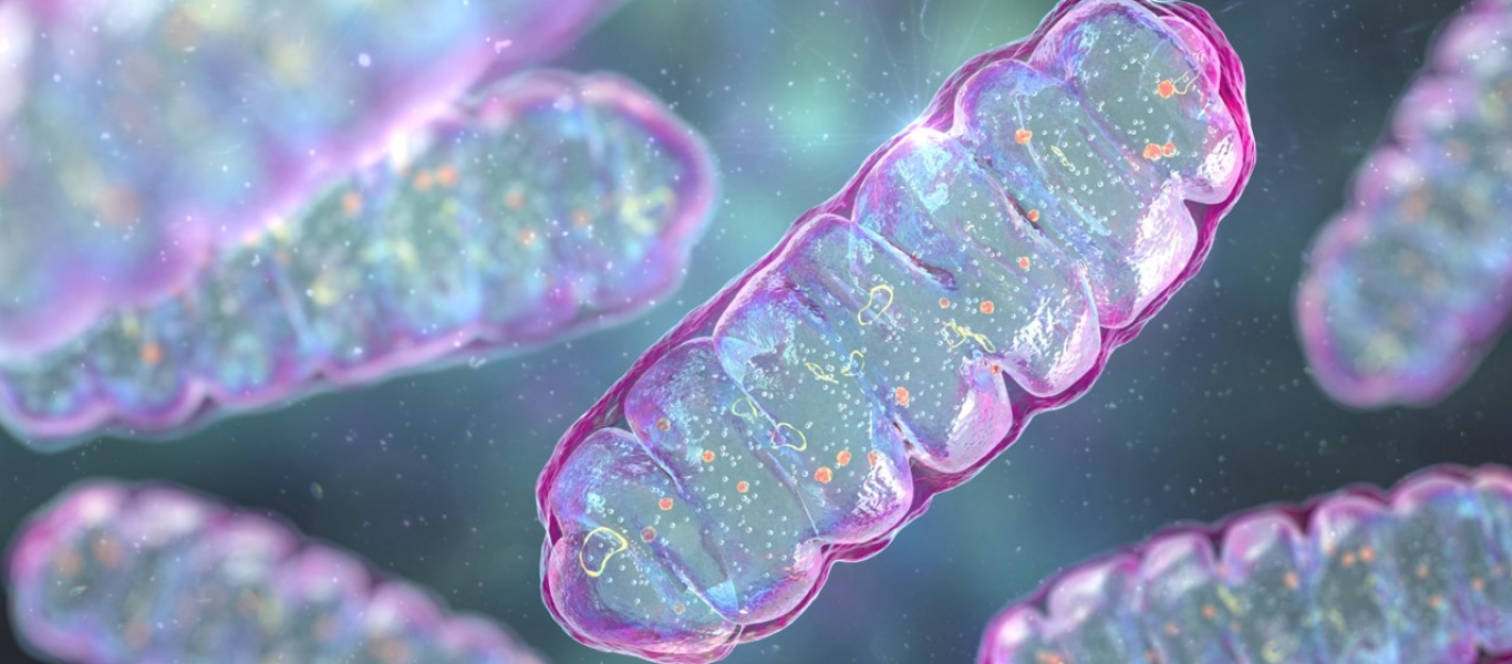 Mitochondrie