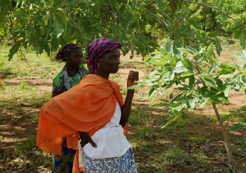 Projet Carbon Blanced de L'Oréal au Burkina Faso