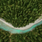 Forêts biodiversité